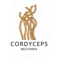 Кордицепс/Cordyceps