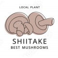 Шиїтаке/Shiitake