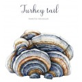 Трутовик Різнокольоровий/Turkey Tail